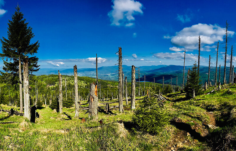 Urlaub in der Nationalparkregion Bayerischer Wald